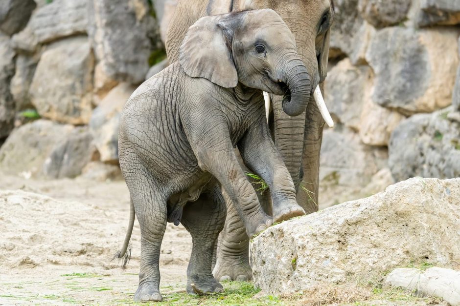 Elefanten-Mädchen Kibali im Wiener Tiergarten gestorben