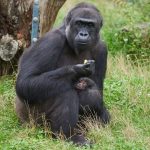 Gorilla-Nachwuchs im Krefelder Zoo