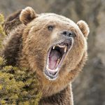 Grizzly-Bär Schrei