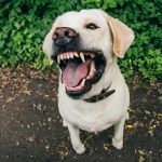 Labrador Zähne