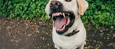 Labrador Zähne