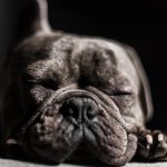 Hunde OP Versicherung: Wann sie sich lohnt – der große Finanztest-Vergleich verschiedener Versicherungsanbieter