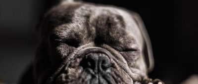 Hunde OP Versicherung: Wann sie sich lohnt – der große Finanztest-Vergleich verschiedener Versicherungsanbieter