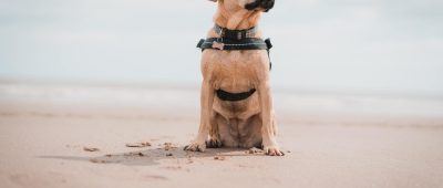 Urlaub mit Hund Nordsee – Ferienwohnungen direkt am Meer, Hundestrände und Co.
