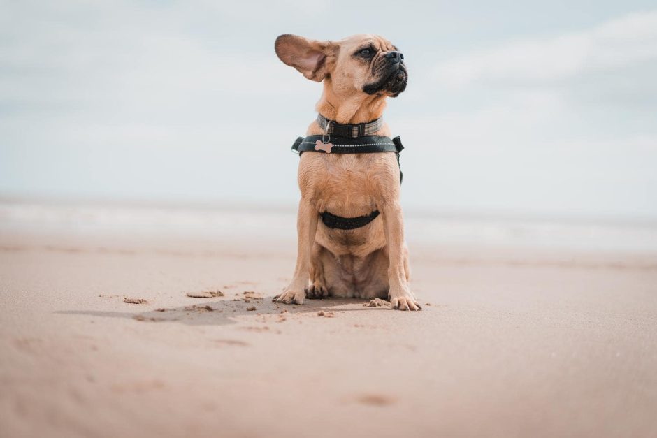 Urlaub mit Hund Nordsee – Ferienwohnungen direkt am Meer, Hundestrände und Co.