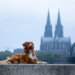 Hund in Köln