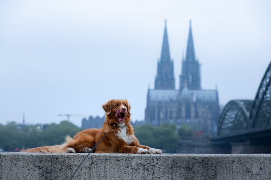 Hund in Köln