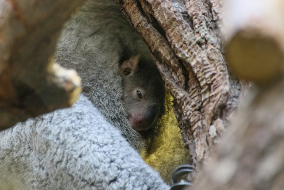 Zoo Duisburg: Baby-Koala