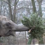 Elefant Tannenbaum Zoo Duisburg