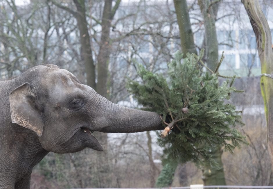 Elefant Tannenbaum Zoo Duisburg