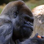 Ältester männlicher Gorilla der Welt in den USA gestorben