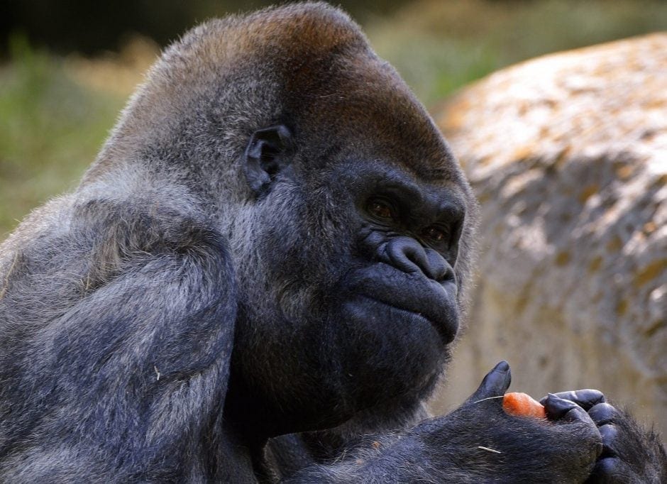 Ältester männlicher Gorilla der Welt in den USA gestorben