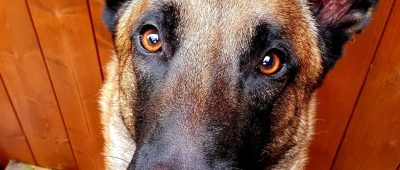 Düsseldorf Polizeihund Sputnik stellt Einbrecher