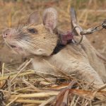 Minensuch-Ratte Magawa in Kambodscha gestorben