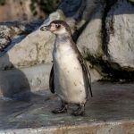 Humboldt-Pinguin im Kölner Zoo