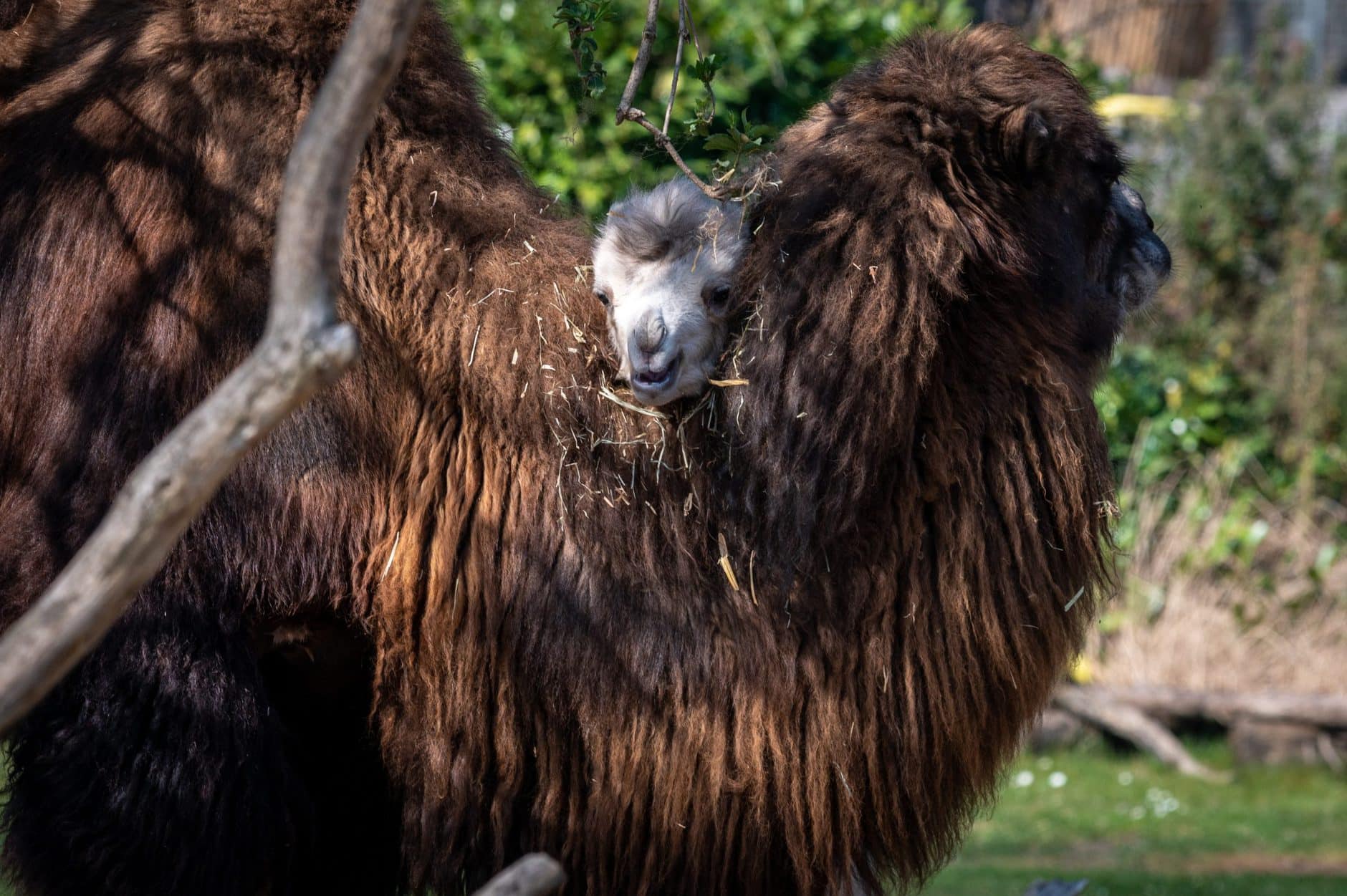 Zoo stellt Trampeltiernachwuchs mit ungewöhnlicher Färbung vor