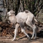 Zoo stellt Trampeltiernachwuchs mit ungewöhnlicher Färbung vor