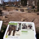 Elefantengehege Köln Zoo Maejaruad