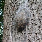 Eichenprozessionsspinner-Nest