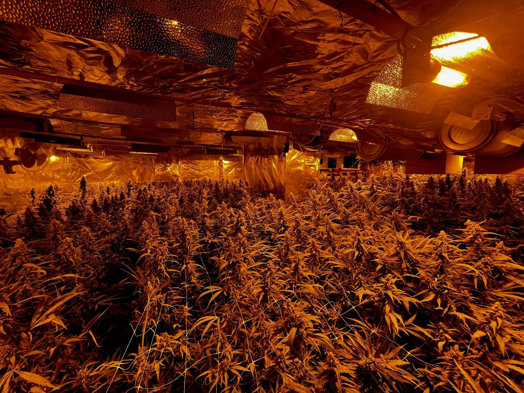 K-ln-Polizei-entdeckt-Cannabisplantage-in-Einfamilienhaus-ber-1000-Pflanzen-sichergestellt