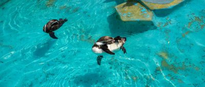 Zoo Köln Wasserbecken Pinguine