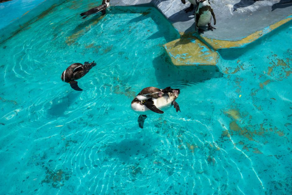 Zoo Köln Wasserbecken Pinguine