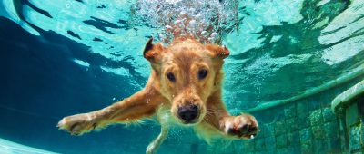 Hund unter Wasser
