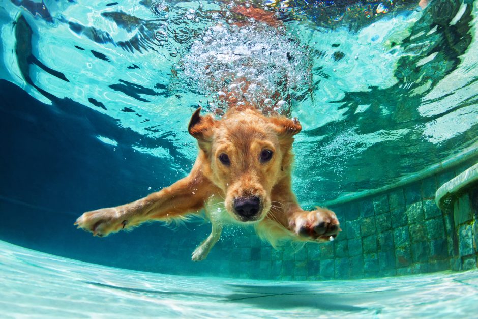 Hund unter Wasser