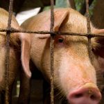 Schweine Tierquälerei Tierzucht Tierschutz