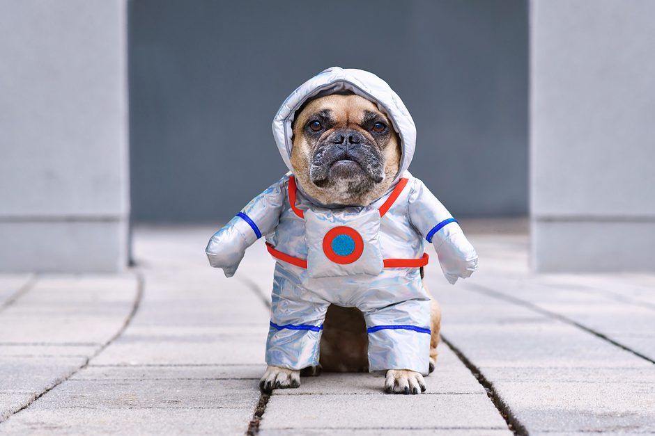 Astronaut Hund Karneval lustig Weltall