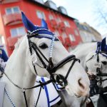 Neue Leitlinien für Pferde in Karnevalszügen