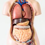 Organe Mensch Körper