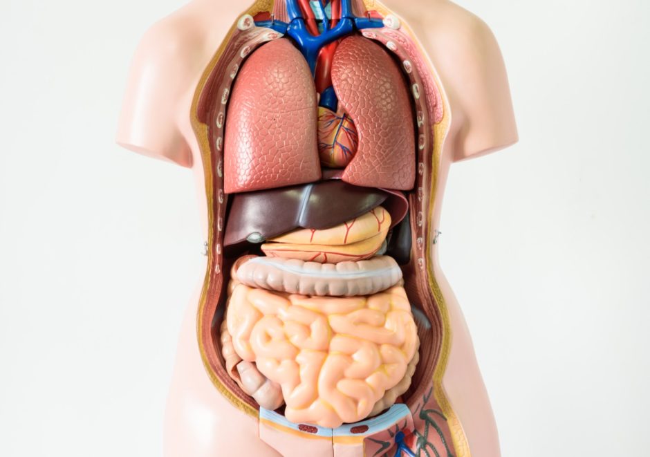 Organe Mensch Körper