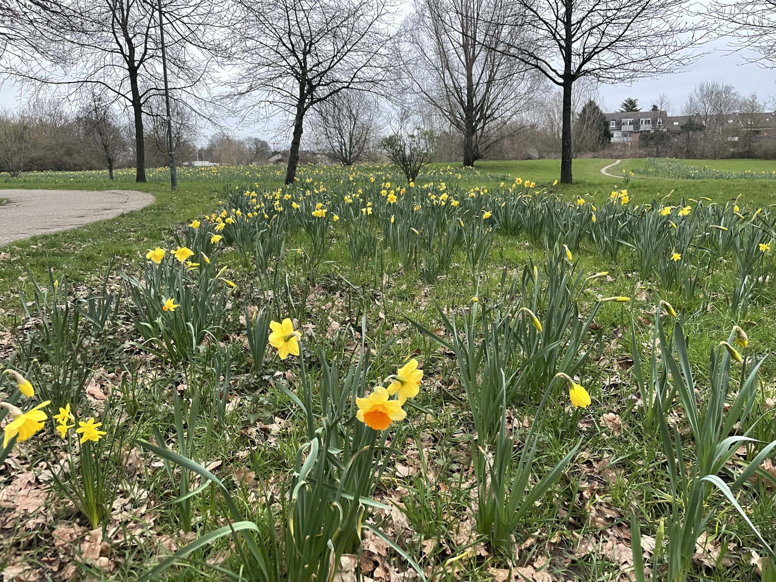 Frühling in Düsseldorf