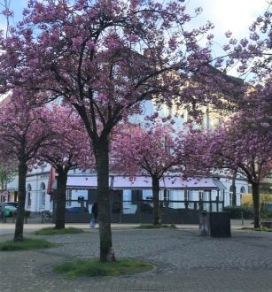 Kirschblüte Linienstraße Oberbilk Düsseldorf