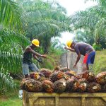 Indonesien Palmöl Export