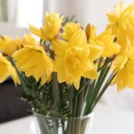 Vase mit Osterblumen: So halten sich Tulpen und Narzissen länger