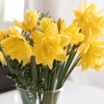 Vase mit Osterblumen: So halten sich Tulpen und Narzissen länger