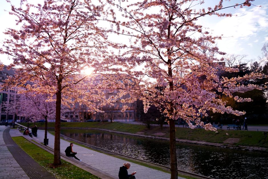 Kirschblüte Düsseldorf