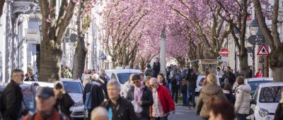 Kirschblüten Bonn