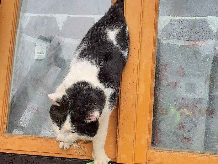 Feuerwehr rettet eingeklemmte Katze aus Fenster