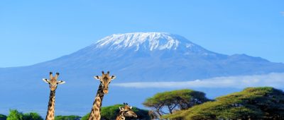 Drei Giraffen vor dem Kilimanjaro