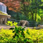 Zoo Wuppertal Elefanten