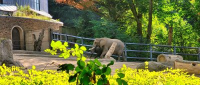 Zoo Wuppertal Elefanten