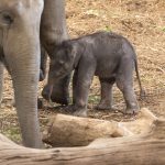 Namenloses Jungtier bei den Asiatischen Elefanten im Kölner Zoo