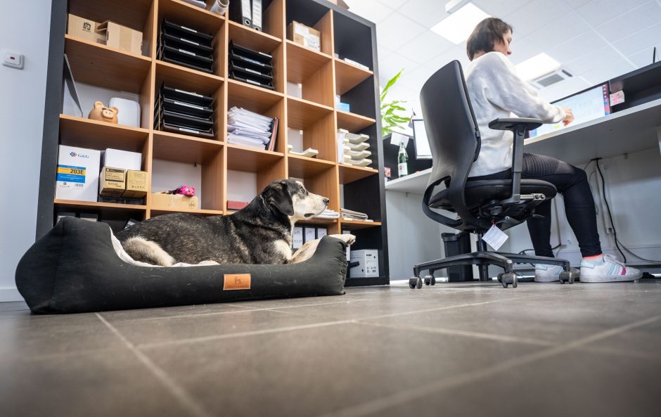 Ein Hund im Büro