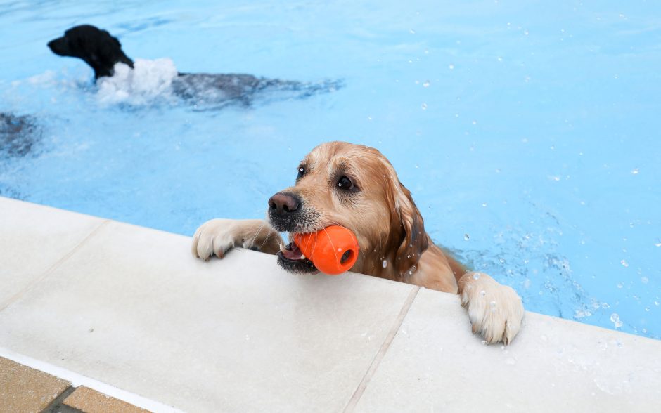 Hunde baden in Schwimmbad in Großbritannien