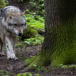 Wolf breitet sich in Nordrhein-Westfalen weiter aus