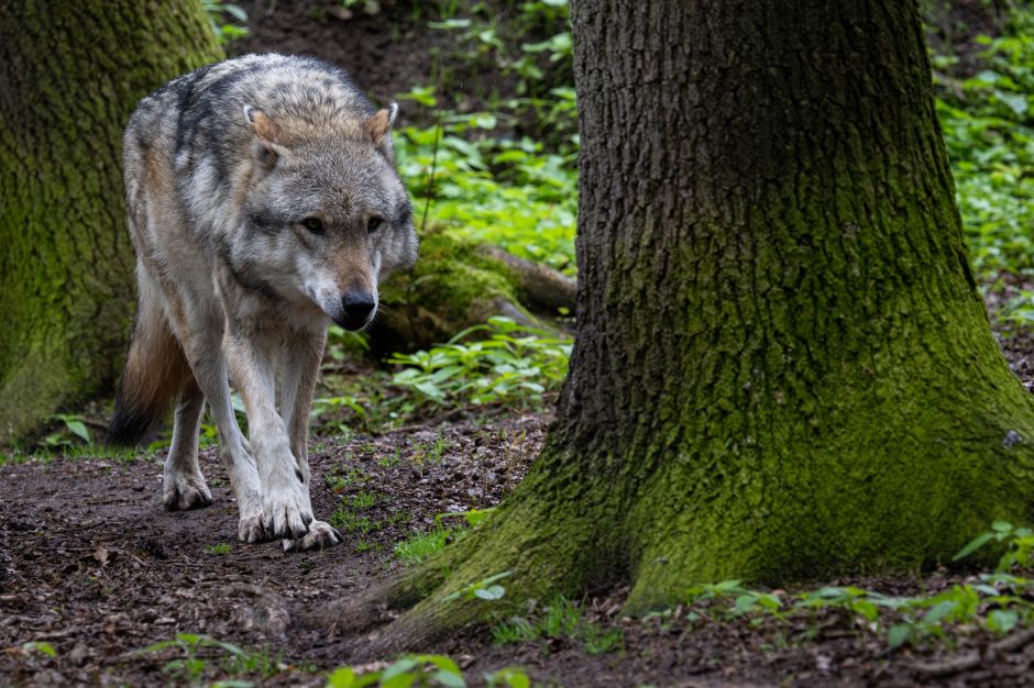 Wolf breitet sich in Nordrhein-Westfalen weiter aus