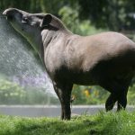 Kölner Zoo trauert um beliebten Tapir Ailton